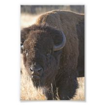 Tatanka Fotografias
