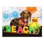 Taz - el chocolate Dapple el Dachshund -1 Tarjetas Postales