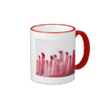 taza