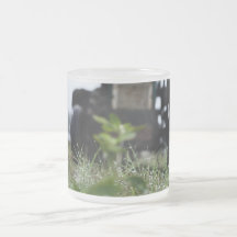 Taza