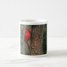 Taza cardinal septentrional