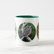 Taza del cardenal del bebé