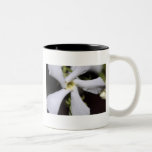 Taza del jazmín confederado, versión B