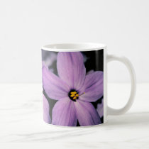Taza del Phlox del arrastramiento (flores púrpuras tazas