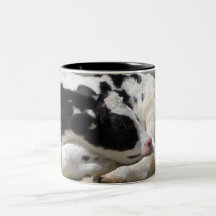 Taza, fotografía de la vaca