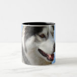 Taza fresca fornida del husky siberiano de la taza