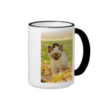 Taza Siamesa-x del gatito