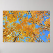 Techo de Aspen Poster