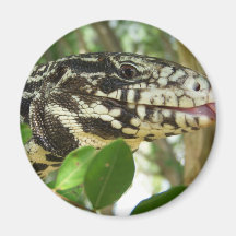 Tegu negro y blanco iman de frigorífico