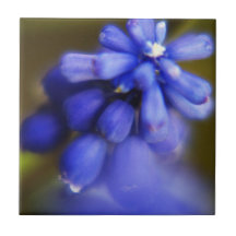 Teja azul de la flor