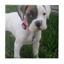 Teja blanca del perrito del boxeador