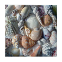 Teja cuadrada de los Seashells blancos
