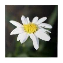 Teja de la flor de la margarita