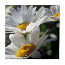 Teja de la flor de la margarita de las margaritas