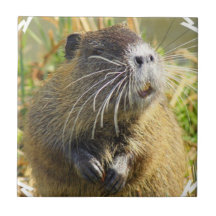 Teja de la foto del castor