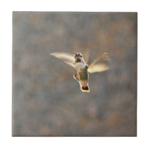 ¡Teja de la foto del colibrí!
