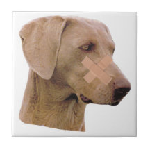Teja de la tirita de Weimaraner