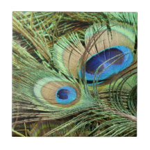 Teja de las plumas de pájaro del pavo real