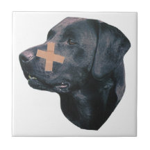 Teja del negro de la tirita del labrador retriever