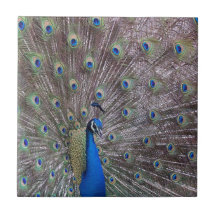 Teja del pájaro del pavo real