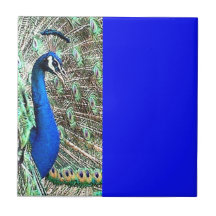 Teja del pájaro del pavo real