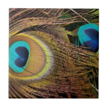 Teja del pájaro del pavo real