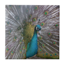 Teja del pavo real