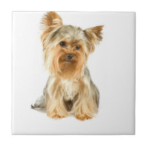 Teja del perrito de Yorkie