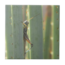 Teja del saltamontes
