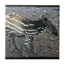Teja del Tapir de Brazillian