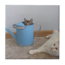 Teja linda de los gatos