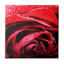 Teja mojada de la flor del rosa rojo