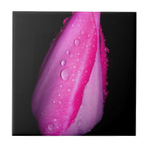 Teja rosada de la flor del tulipán