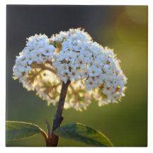 Teja Trivet del Viburnum que brilla intensamente