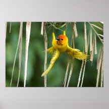 Tejedor Bird Posters