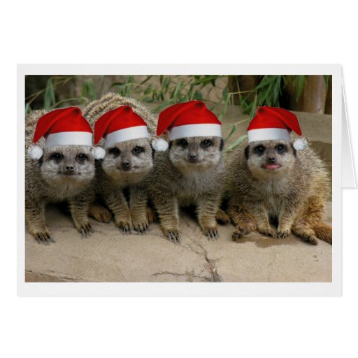 ¡Tenga navidad de un Meerkat! Tarjetón