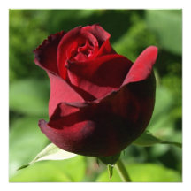 Terciopelo rojo elegante subió fotos