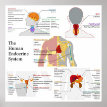 Termine el diagrama del sistema endocrino humano impresiones