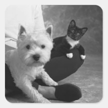 Terrier blanco y el gato comparten el amor colcomanias cuadradases