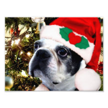 Terrier de Boston del navidad Foto