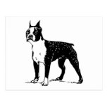 terrier de Boston Tarjetas Postales