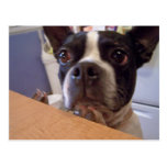 terrier de Boston Tarjetas Postales