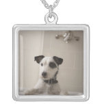 Terrier de Jack Russell Colgantes