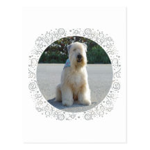 Terrier de trigo tarjetas postales