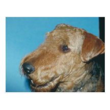 Terrier galés postales