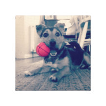 terrier lindo de Russell del enchufe del perrito c Impresión En Lona