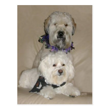 Terrier y Havanese de trigo Tarjetas Postales