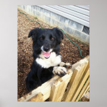 "Tess" la frontera Collie~Poster
