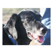 Tess - Labrador negro Photo-4 Anuncios