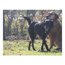 Tess - Labrador negro Priscilla Photo-1 Invitación Personalizada